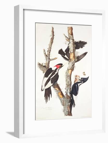 Ivory-Billed Woodpecker, 1829-John James Audubon-Framed Giclee Print