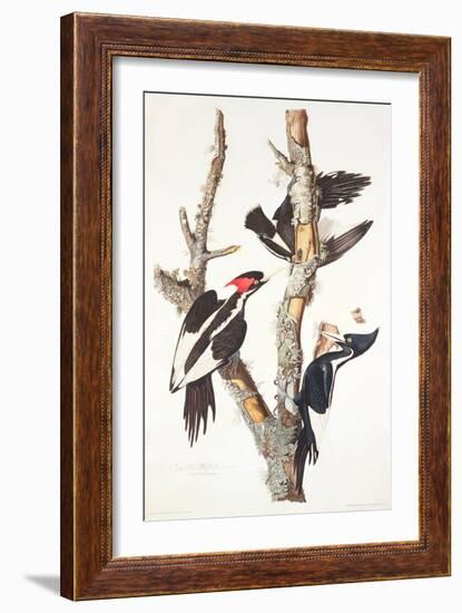 Ivory-Billed Woodpecker, 1829-John James Audubon-Framed Giclee Print