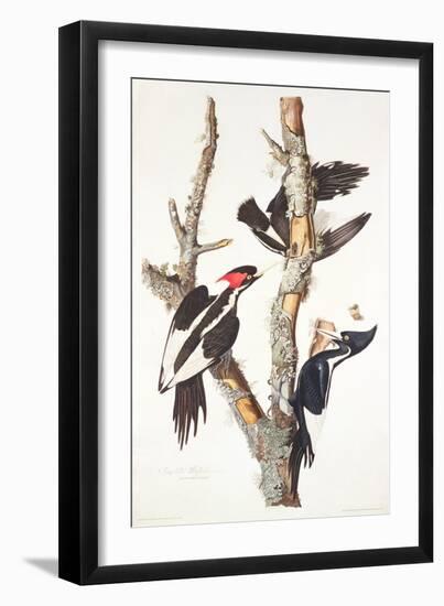 Ivory-Billed Woodpecker, 1829-John James Audubon-Framed Giclee Print