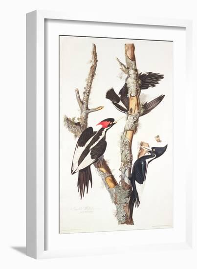 Ivory-Billed Woodpecker, 1829-John James Audubon-Framed Giclee Print