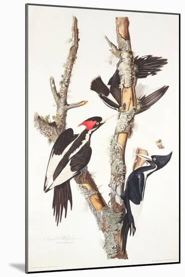 Ivory-Billed Woodpecker, 1829-John James Audubon-Mounted Giclee Print