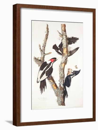 Ivory-Billed Woodpecker, 1829-John James Audubon-Framed Giclee Print