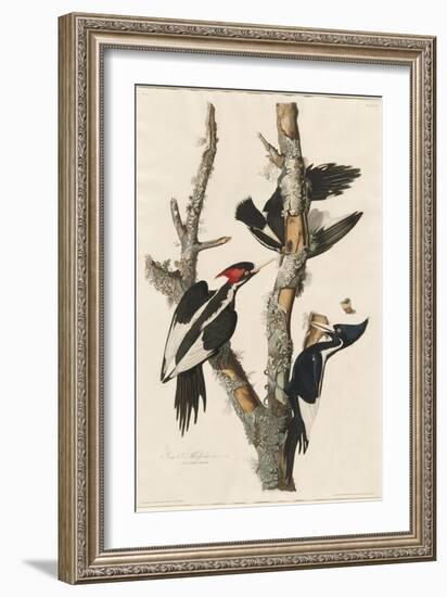 Ivory-billed Woodpecker, 1829-John James Audubon-Framed Giclee Print