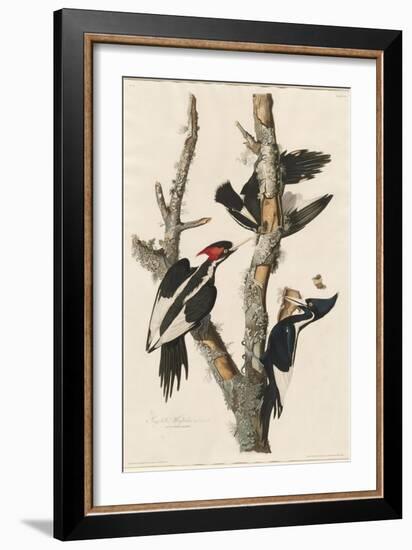 Ivory-billed Woodpecker, 1829-John James Audubon-Framed Giclee Print