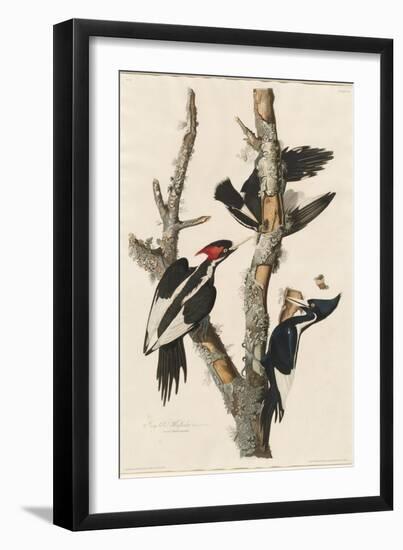 Ivory-billed Woodpecker, 1829-John James Audubon-Framed Giclee Print