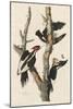 Ivory-billed Woodpecker, 1829-John James Audubon-Mounted Giclee Print