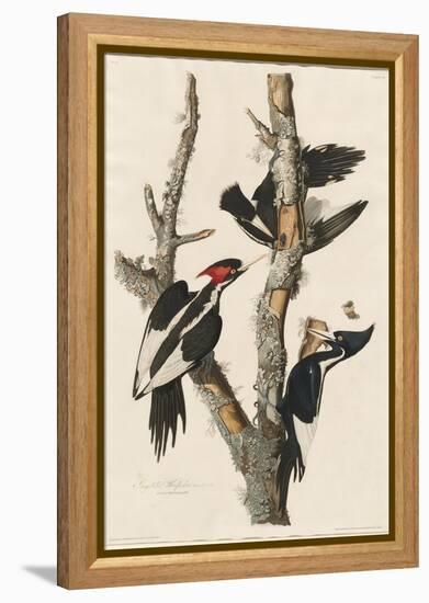 Ivory-billed Woodpecker, 1829-John James Audubon-Framed Premier Image Canvas