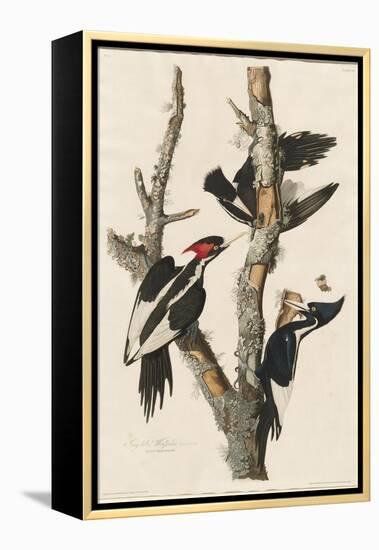 Ivory-billed Woodpecker, 1829-John James Audubon-Framed Premier Image Canvas