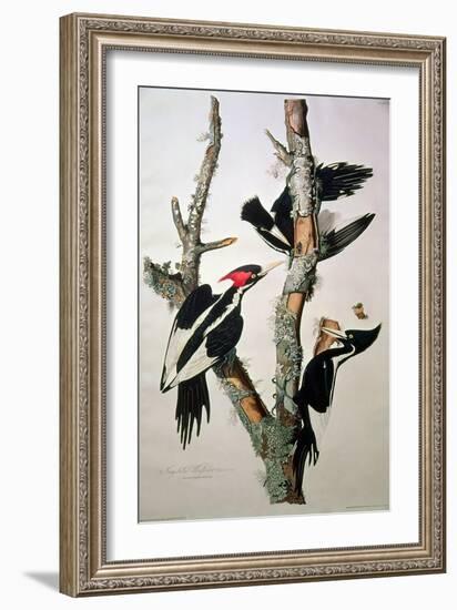 Ivory-Billed Woodpecker, from "Birds of America," 1829-John James Audubon-Framed Giclee Print