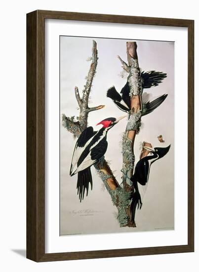 Ivory-Billed Woodpecker, from "Birds of America," 1829-John James Audubon-Framed Giclee Print