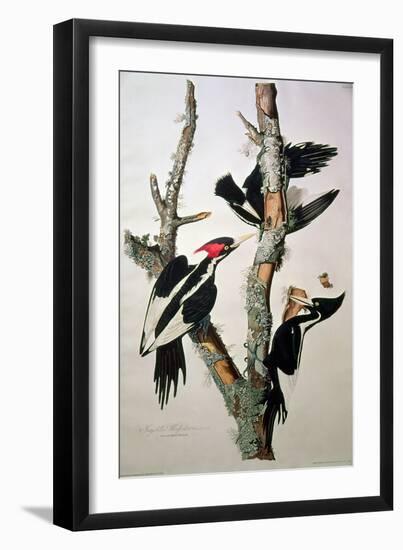 Ivory-Billed Woodpecker, from "Birds of America," 1829-John James Audubon-Framed Giclee Print