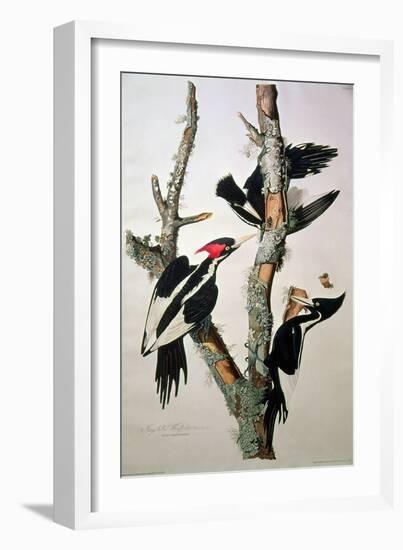 Ivory-Billed Woodpecker, from "Birds of America," 1829-John James Audubon-Framed Giclee Print