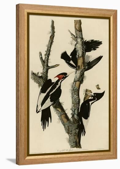 Ivory Billed Woodpecker-null-Framed Premier Image Canvas