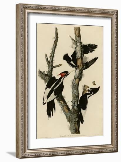 Ivory Billed Woodpecker-null-Framed Giclee Print