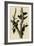 Ivory Billed Woodpecker-null-Framed Giclee Print