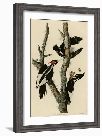 Ivory Billed Woodpecker-null-Framed Giclee Print