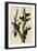 Ivory Billed Woodpecker-null-Framed Giclee Print