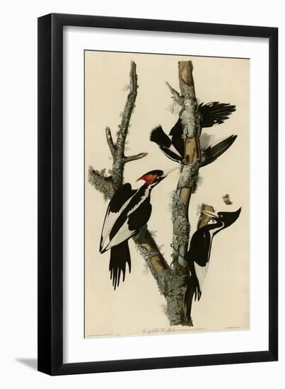 Ivory Billed Woodpecker-null-Framed Giclee Print