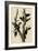 Ivory Billed Woodpecker-null-Framed Giclee Print