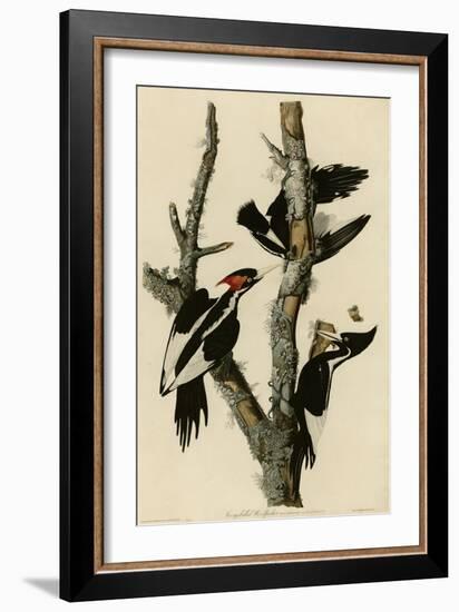 Ivory Billed Woodpecker-null-Framed Giclee Print