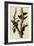 Ivory Billed Woodpecker-null-Framed Giclee Print