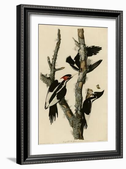 Ivory Billed Woodpecker-null-Framed Giclee Print