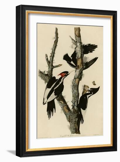 Ivory Billed Woodpecker-null-Framed Giclee Print