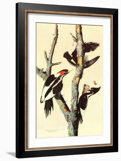 Ivory-Billed Woodpecker-John James Audubon-Framed Art Print