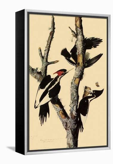 Ivory-Billed Woodpecker-John James Audubon-Framed Premier Image Canvas