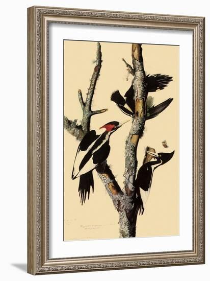 Ivory-Billed Woodpecker-John James Audubon-Framed Giclee Print