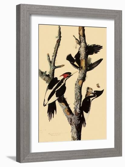 Ivory-Billed Woodpecker-John James Audubon-Framed Giclee Print