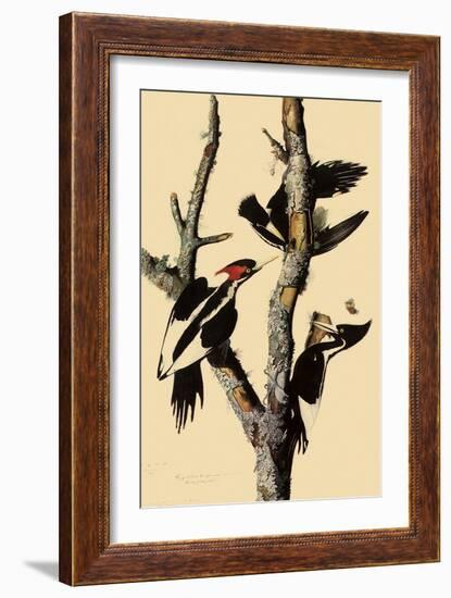 Ivory-Billed Woodpecker-John James Audubon-Framed Giclee Print