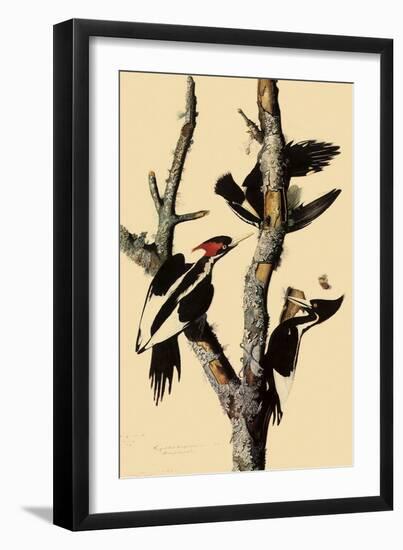 Ivory-Billed Woodpecker-John James Audubon-Framed Giclee Print