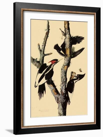 Ivory-Billed Woodpecker-John James Audubon-Framed Giclee Print
