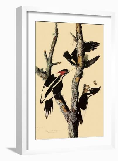 Ivory-Billed Woodpecker-John James Audubon-Framed Giclee Print