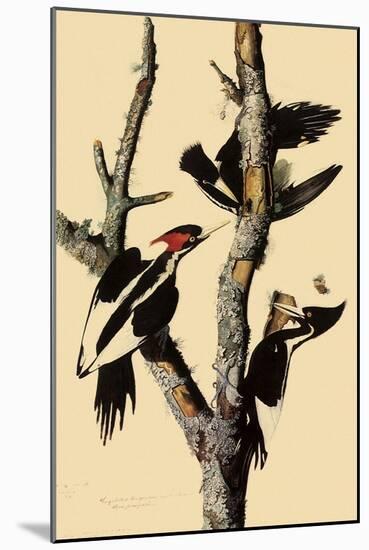 Ivory-Billed Woodpecker-John James Audubon-Mounted Giclee Print
