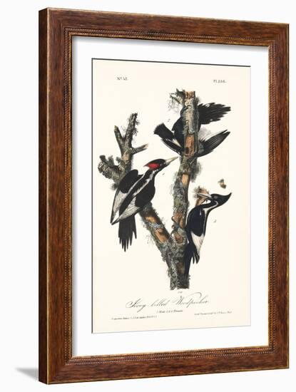 Ivory-billed Woodpeckers, Artwork-null-Framed Photographic Print