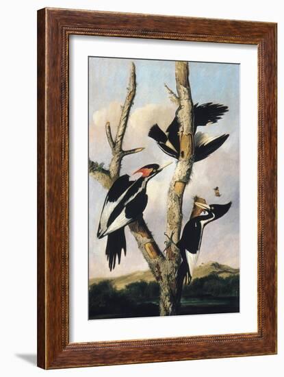 Ivory-billed Woodpeckers, c.1830-31-Joseph Bartholomew Kidd-Framed Giclee Print