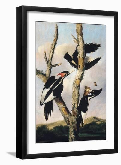 Ivory-billed Woodpeckers, c.1830-31-Joseph Bartholomew Kidd-Framed Giclee Print