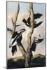 Ivory-billed Woodpeckers, c.1830-31-Joseph Bartholomew Kidd-Mounted Giclee Print