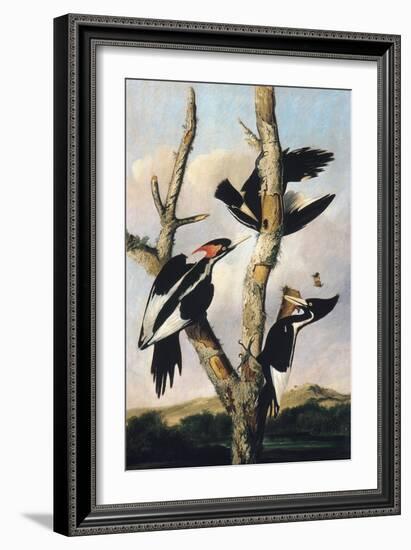 Ivory-billed Woodpeckers, c.1830-31-Joseph Bartholomew Kidd-Framed Giclee Print