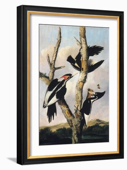 Ivory-billed Woodpeckers, c.1830-31-Joseph Bartholomew Kidd-Framed Giclee Print