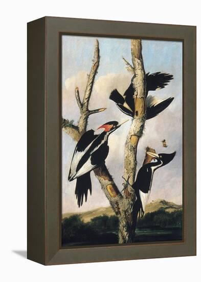 Ivory-billed Woodpeckers, c.1830-31-Joseph Bartholomew Kidd-Framed Premier Image Canvas