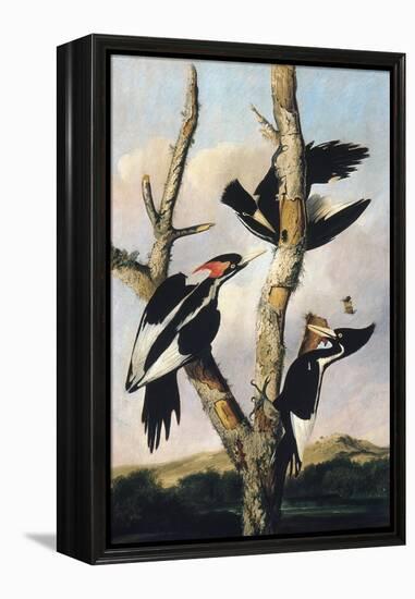 Ivory-billed Woodpeckers, c.1830-31-Joseph Bartholomew Kidd-Framed Premier Image Canvas