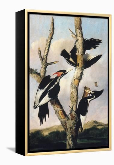 Ivory-billed Woodpeckers, c.1830-31-Joseph Bartholomew Kidd-Framed Premier Image Canvas