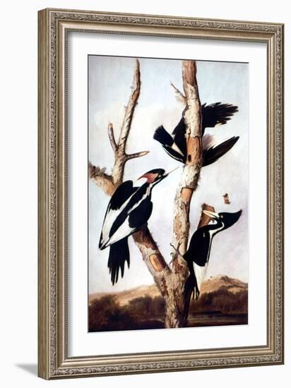 Ivory-Billed Woodpeckers-John James Audubon-Framed Giclee Print