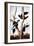 Ivory-Billed Woodpeckers-John James Audubon-Framed Giclee Print