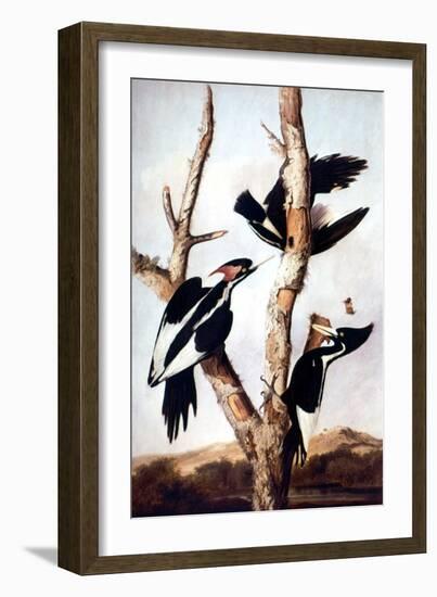 Ivory-Billed Woodpeckers-John James Audubon-Framed Giclee Print