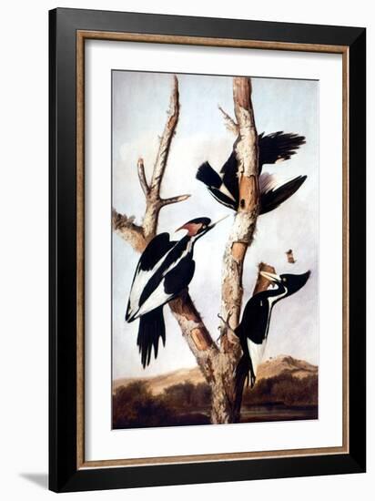 Ivory-Billed Woodpeckers-John James Audubon-Framed Giclee Print