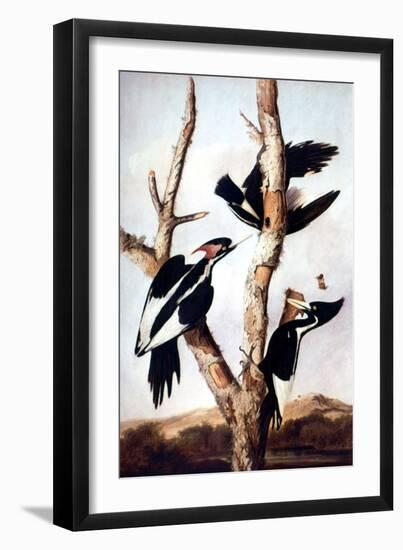 Ivory-Billed Woodpeckers-John James Audubon-Framed Giclee Print